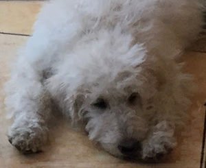 Meet your Posher, Ellie